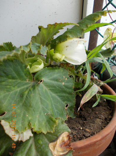 begonia alba - begoniile mele