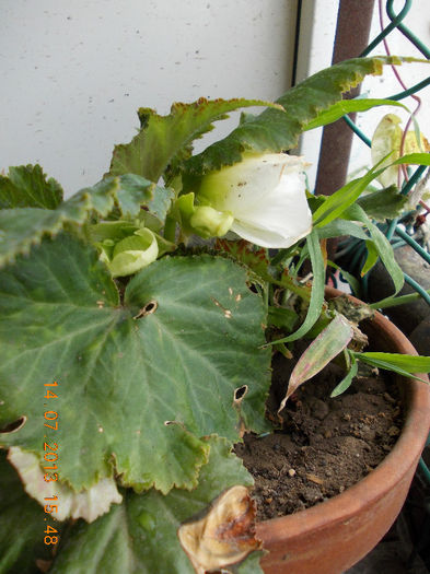 15 iulie 2013-flori 010