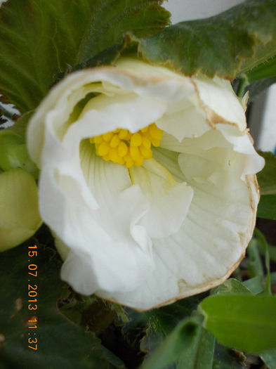 15 iulie 2013-flori 136