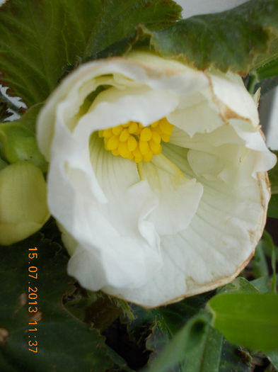 begonia alba