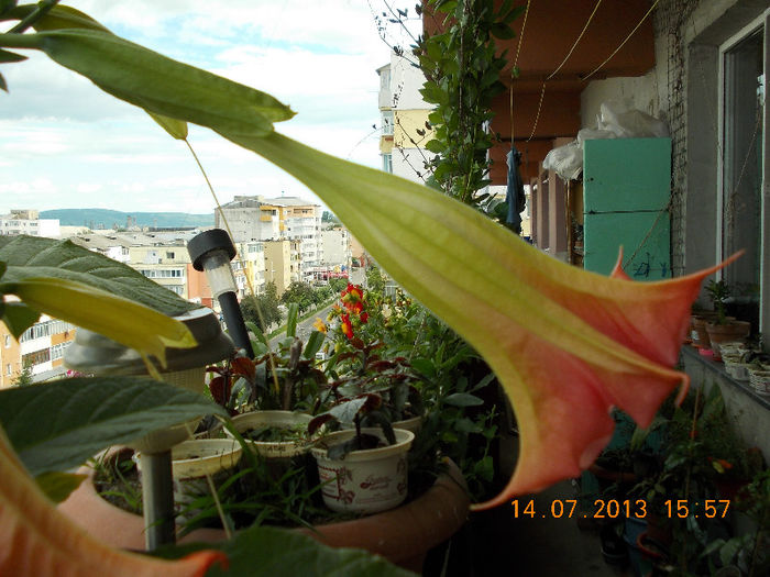 15 iulie 2013-flori 065
