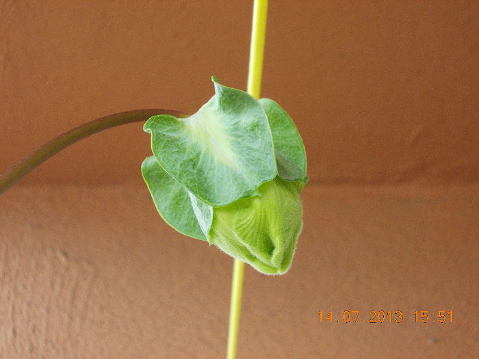15 iulie 2013-flori 025 - cobaea-jaluzele vegetale