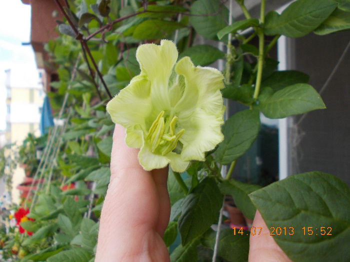 15 iulie 2013-flori 028 - cobaea-jaluzele vegetale