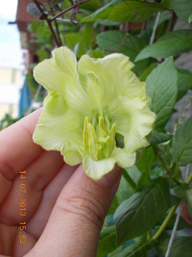 15 iulie 2013-flori 030 - cobaea-jaluzele vegetale