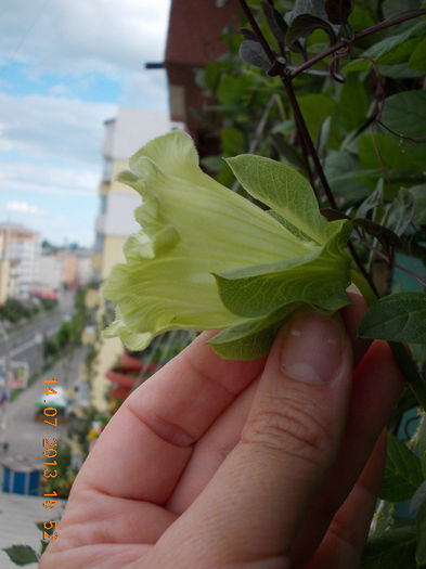 cobaea alba - cobaea-jaluzele vegetale