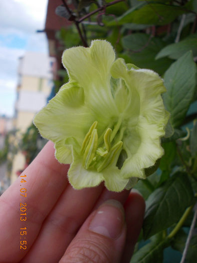 15 iulie 2013-flori 032 - cobaea-jaluzele vegetale
