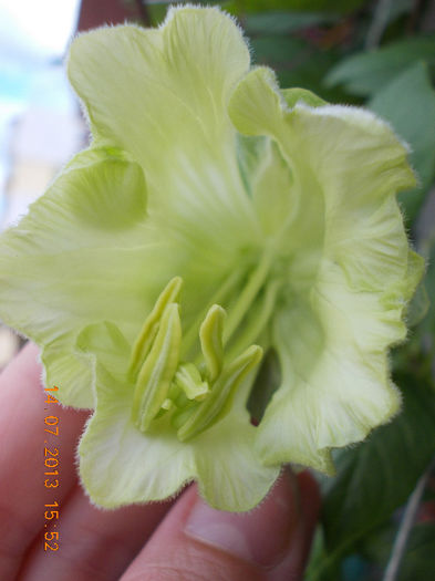 15 iulie 2013-flori 035 - cobaea-jaluzele vegetale