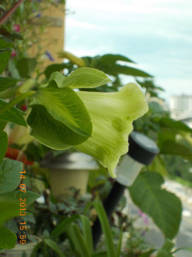 15 iulie 2013-flori 069 - cobaea-jaluzele vegetale