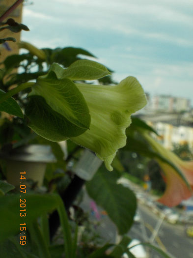 15 iulie 2013-flori 071 - cobaea-jaluzele vegetale