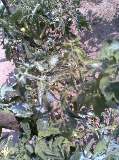 Rosii  cu mana...si atac la frunze...rau