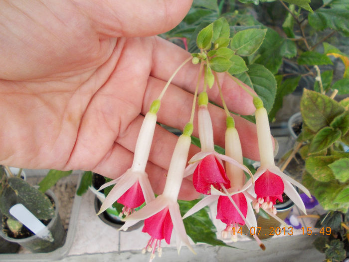 15 iulie 2013-flori 016 - fuchsia