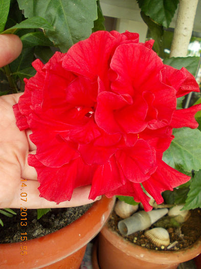 15 iulie 2013-flori 044 - hibiscus -1
