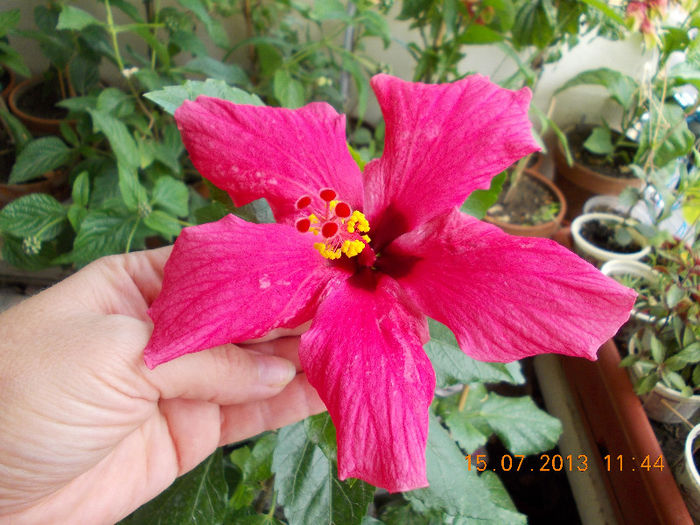 15 iulie 2013-flori 171 - hibiscus -1
