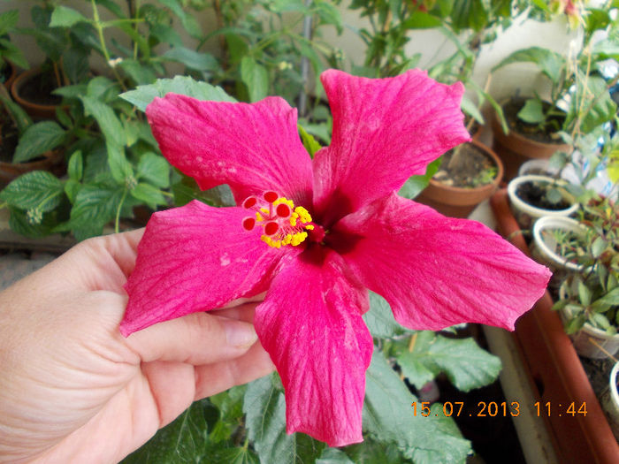 hibi ciclam simplu - hibiscus -1