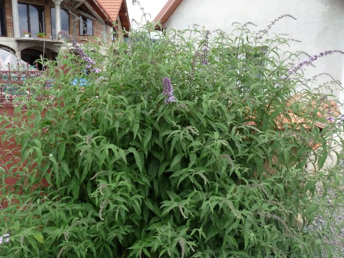 P1050591 - Liliac de vara-Buddleja davidii