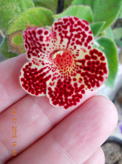 15 iulie 2013-flori 003 - kohleria