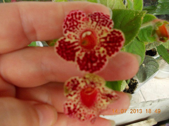 15 iulie 2013-flori 081