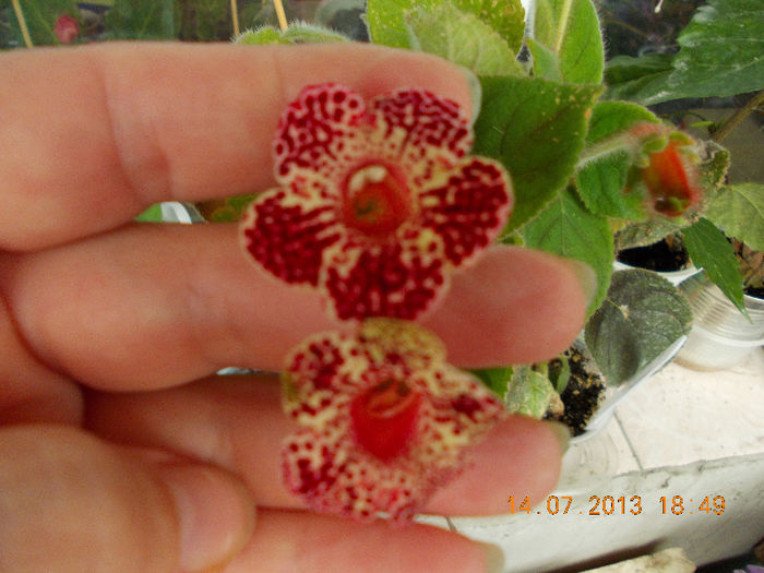 15 iulie 2013-flori 083