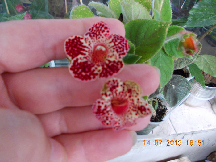 15 iulie 2013-flori 089