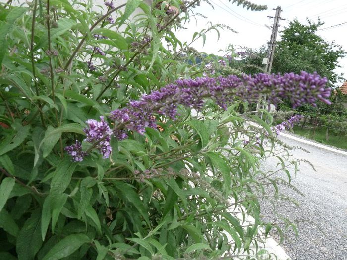 P1050592 - Liliac de vara-Buddleja davidii