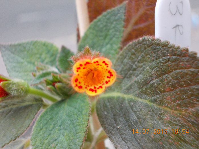 15 iulie 2013-flori 102 - kohleria