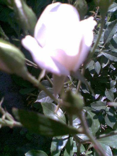 Imag043 - Vara 2013