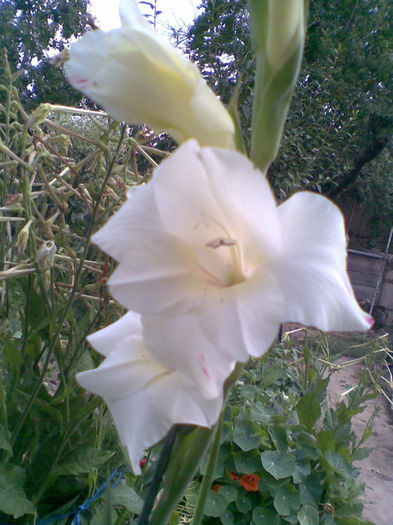 Gladiola roz - Vara 2013