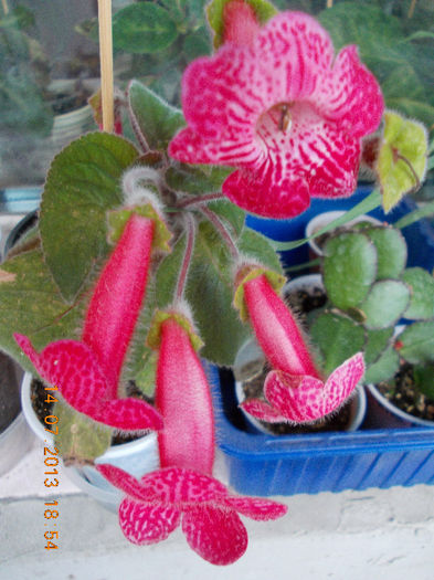 15 iulie 2013-flori 105