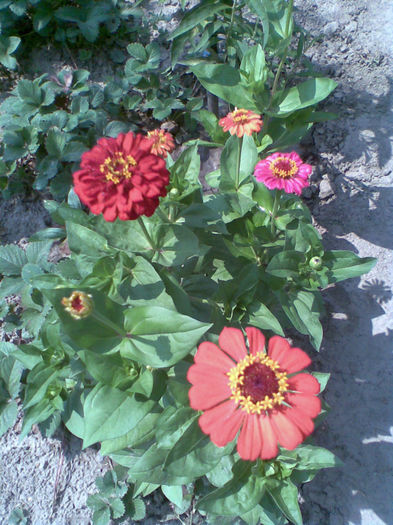 Imag083