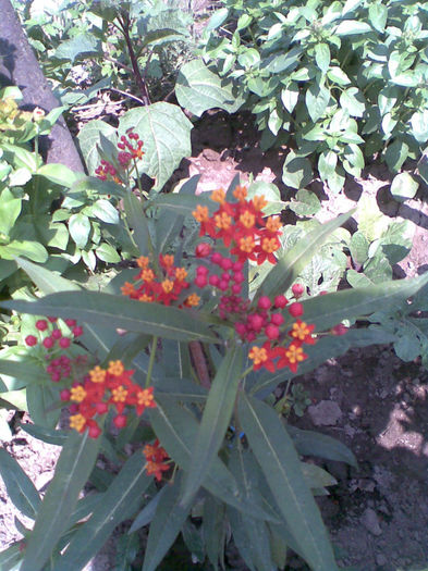 Asclepsias cu floricele