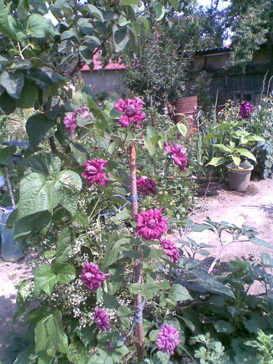 Imag091