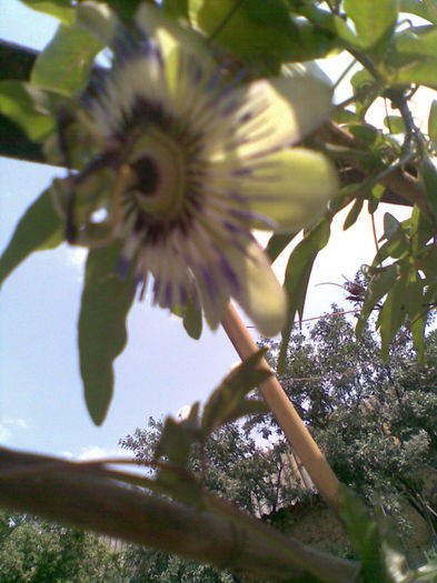 Passiflora inflorita