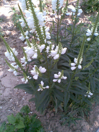 Imag096
