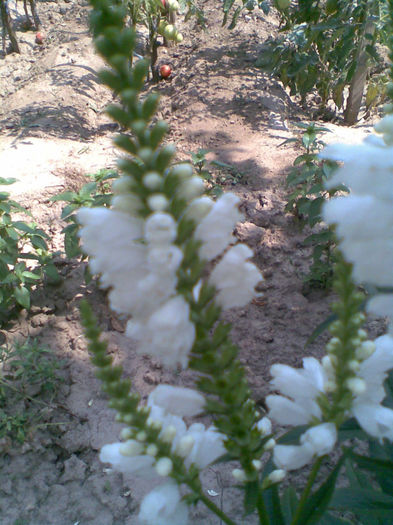 Imag097