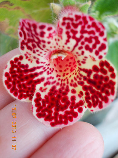 15 iulie 2013-flori 133 - kohleria