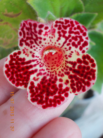 15 iulie 2013-flori 135 - kohleria