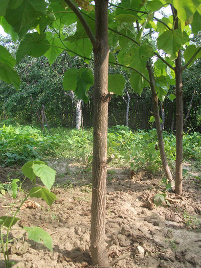 12-07-2013; Paulownia 1 an
