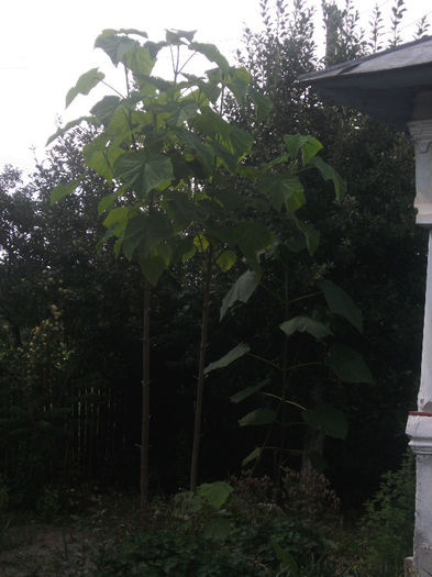 12-07-2013; Paulownia 2 ani putintel "frezata" :))
