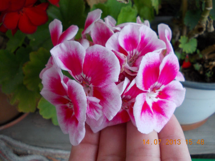 15 iulie 2013-flori 011