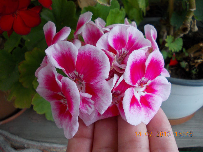 15 iulie 2013-flori 012