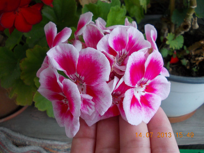 15 iulie 2013-flori 013 - muscate