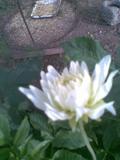 Dalie alba creata - Vara 2013