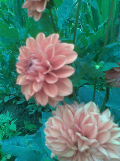 Imag018 - Copy - Vara 2013