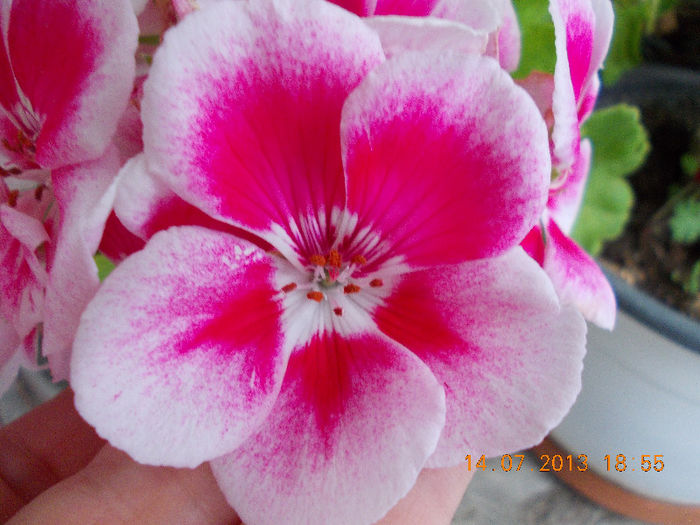 15 iulie 2013-flori 111 - muscate