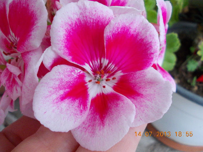 15 iulie 2013-flori 114 - muscate