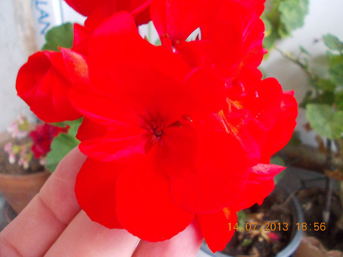 15 iulie 2013-flori 119 - muscate