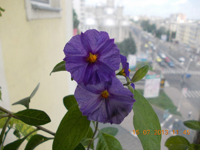 15 iulie 2013-flori 174 - solanum rantonettii