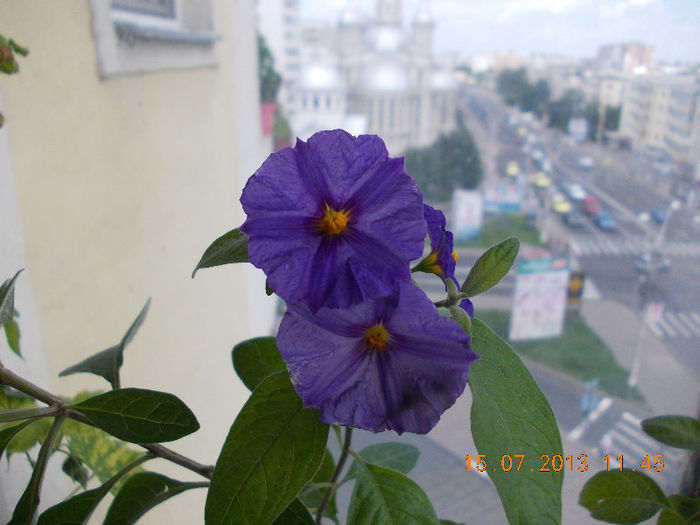 15 iulie 2013-flori 175 - solanum rantonettii