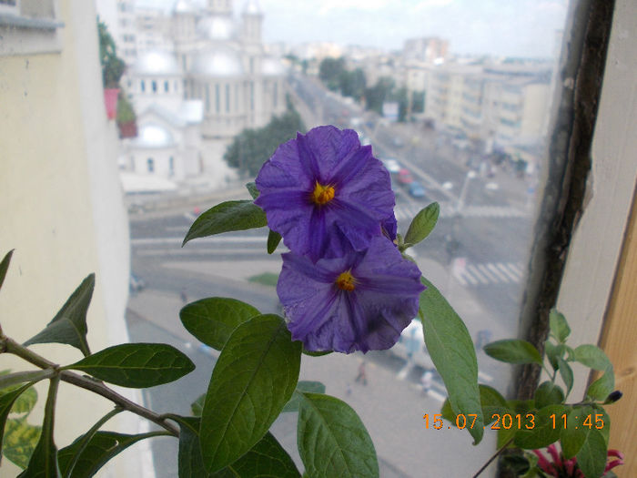 15 iulie 2013-flori 176 - solanum rantonettii