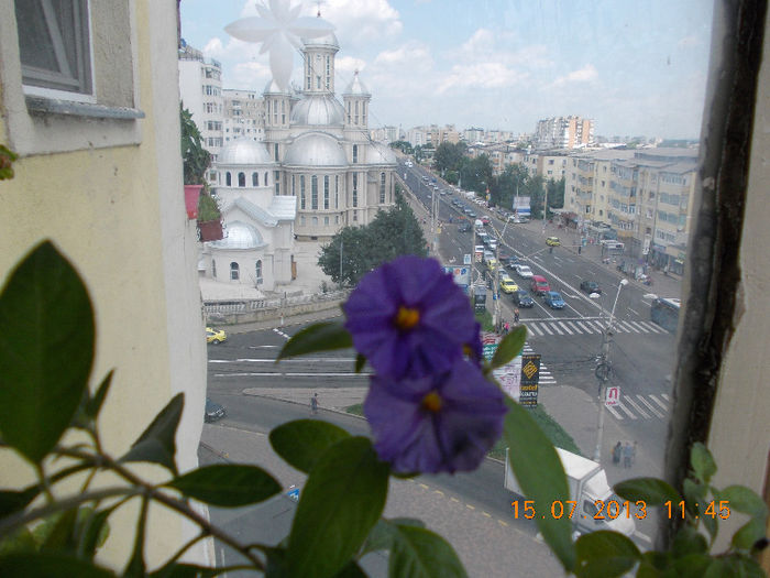 15 iulie 2013-flori 178 - solanum rantonettii